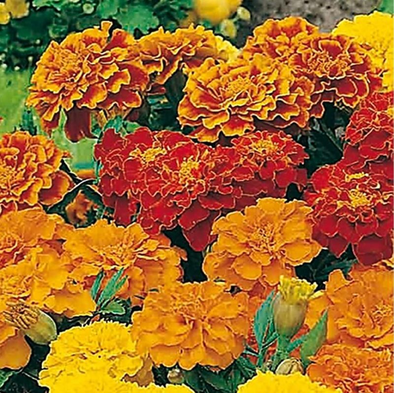 Mr Fothergill's Marigold (French) Dwarf Double Mixed  14765