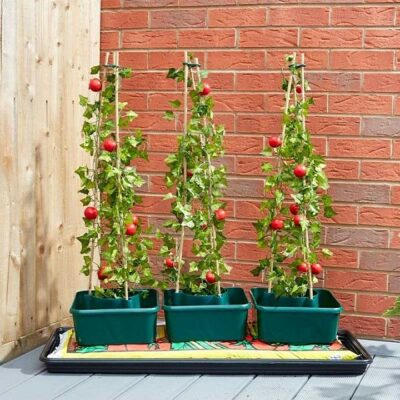 Smart Garden Tomato Gro-Box Triple Pack 6326496